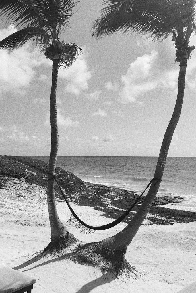 palm trees with hammock